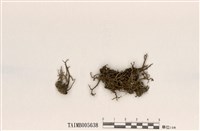 藏品(分枝石蕊)的圖片